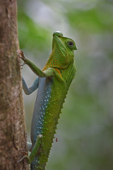 Lyriocephalus scutatus