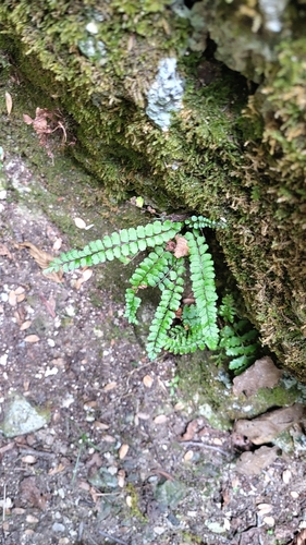 maidenhair spleenwort