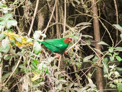 Chlorornis riefferii