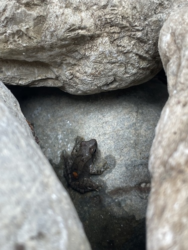 Italian Stream Frog