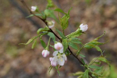 Prunus glandulosa, photograph 1