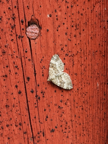 Common Carpet Moth