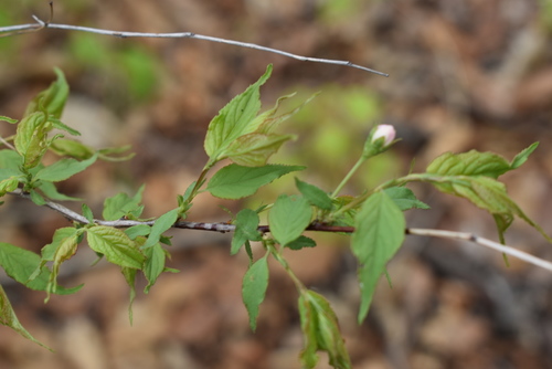 Prunus glandulosa