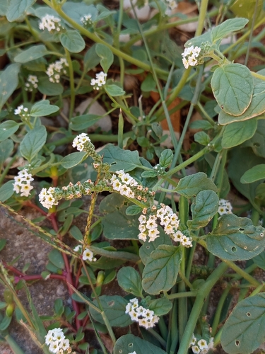 European heliotrope