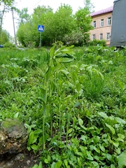 Polygonatum × hybridum