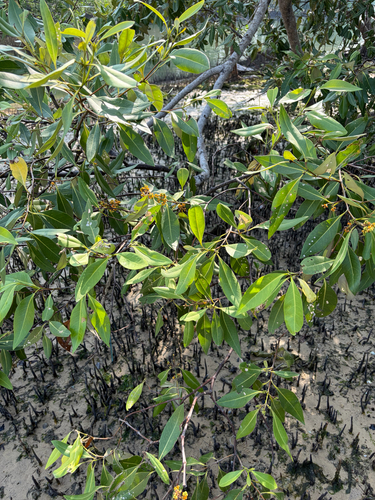 Avicennia alba observed 2026-08-30