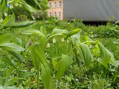 Polygonatum × hybridum