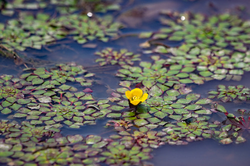 Mosaic Plant