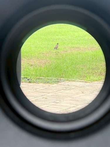 Common Myna