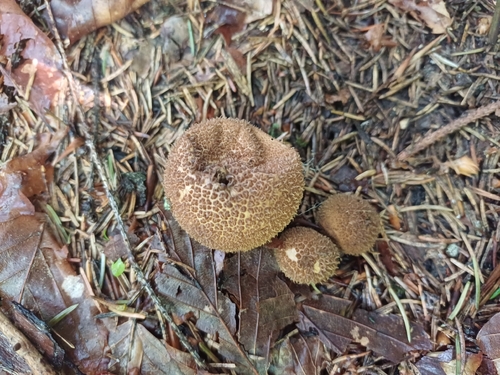 Dusky Puffball