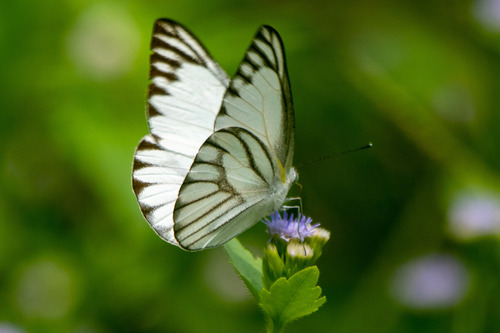 Striped Albatross