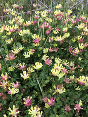 Trifolium fucatum