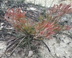 Isopogon prostratus