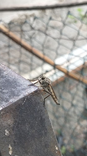 kite-tailed robberfly