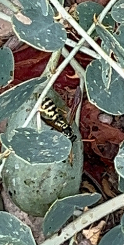 European Paper Wasp