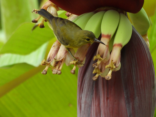 Brown-throated Sunbird