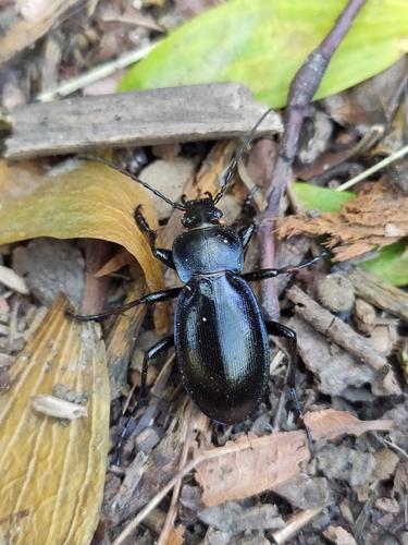 Carabus scheidleri