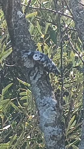 Capnodis cariosa