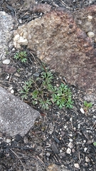 Actinotus forsythii