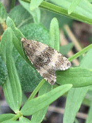 Olethreutes metallicana