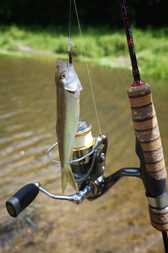 Chinese Hooksnout Carp