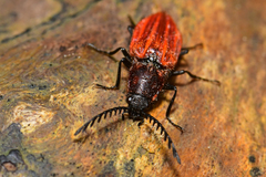 Anostirus purpureus