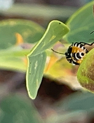 Stenozygum coloratum