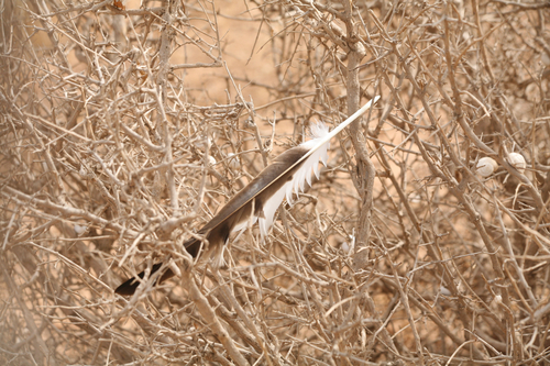 Plume de Circaète Jean-le-blanc