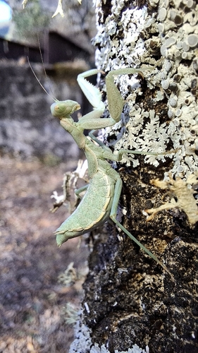 European Dwarf Mantis