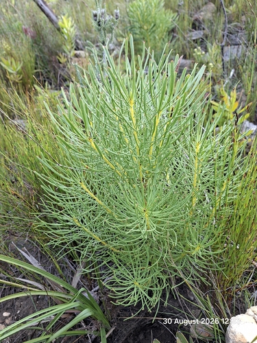 Leucadendron platyspermum, photograph 4