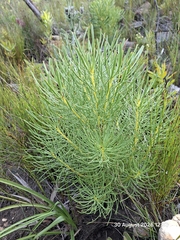 Leucadendron platyspermum, photograph (c) William Keenan, some rights reserved (CC BY)