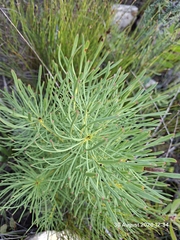 Leucadendron platyspermum, photograph (c) William Keenan, some rights reserved (CC BY)