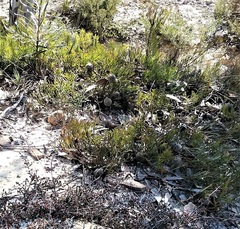 Isopogon prostratus