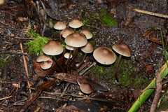 Mycena marangania