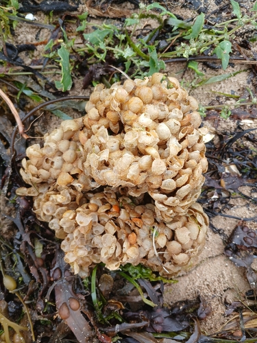 Common Whelk