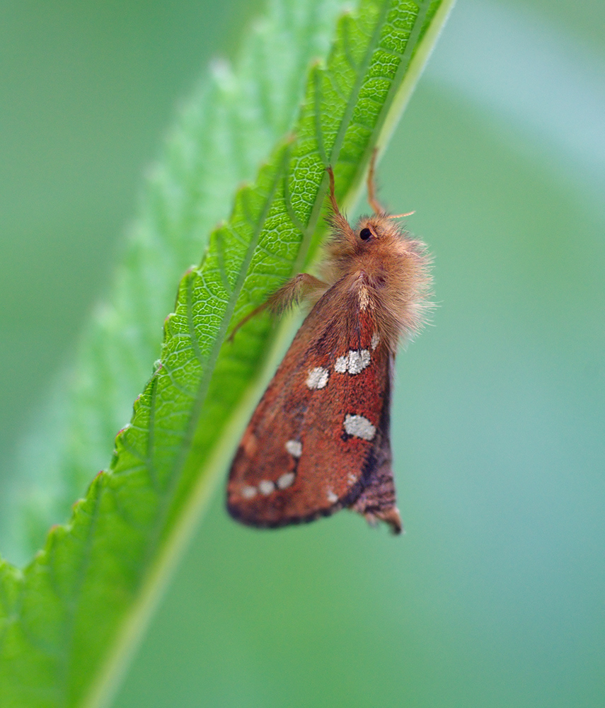 Phymatopus