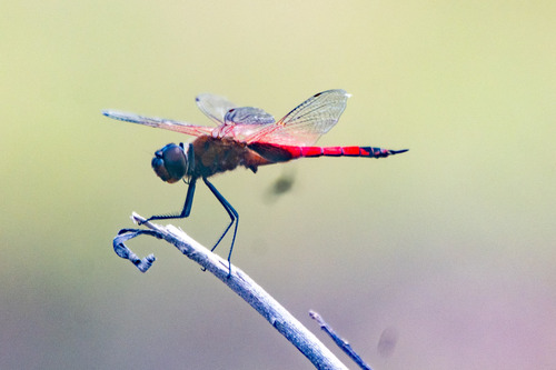 Red Glider