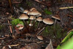 Mycena marangania
