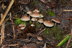 Mycena marangania