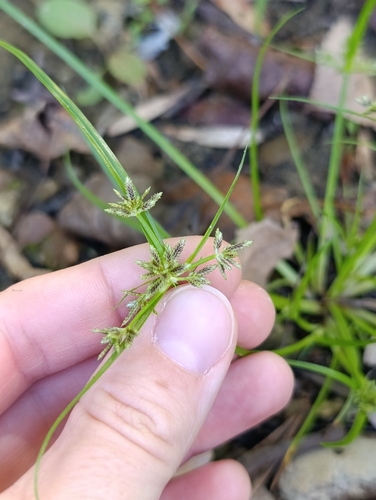 Brown Flatsedge
