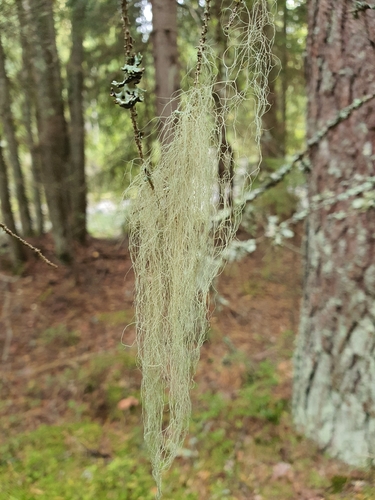 Pale-footed Horsehair Lichen