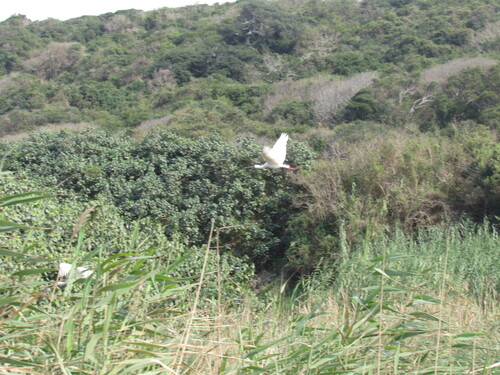 iNaturalist image