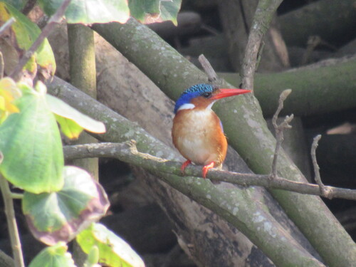 iNaturalist image