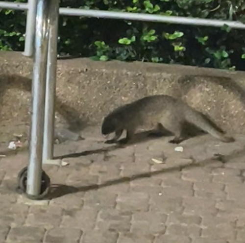 Egyptian Mongoose