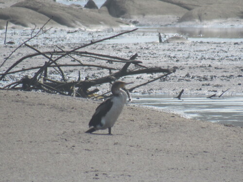 iNaturalist image