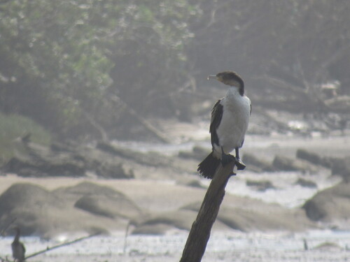 iNaturalist image