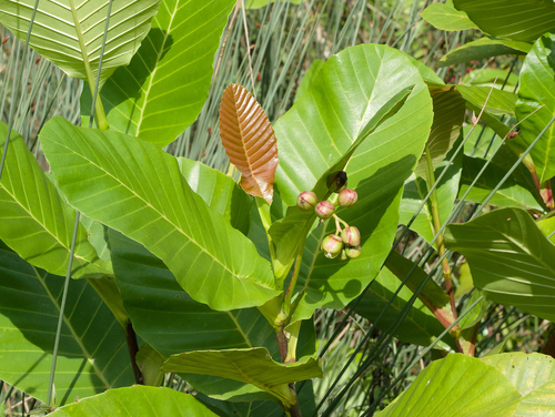 Dillenia suffruticosa, photograph 2