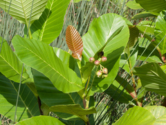Dillenia suffruticosa, photograph (c) Donald Davesne, some rights reserved (CC BY)