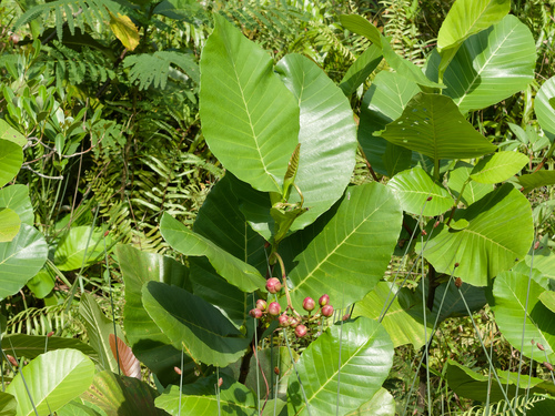 Dillenia suffruticosa, photograph 1