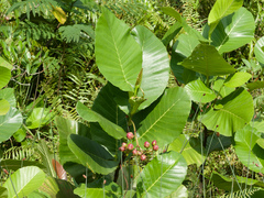Dillenia suffruticosa, photograph (c) Donald Davesne, some rights reserved (CC BY)